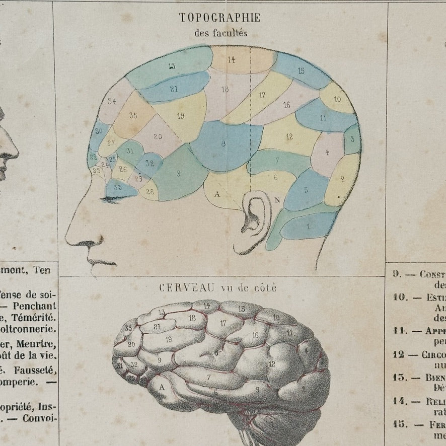 19th Century Phrenology Lithograph Poster from France | 1800s