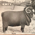 Rare 19th Century Merino Sheep Drawing by Luther Frank Webster | Vermont