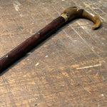 Antique Ibis Horn Walking Cane with Montreal Markings