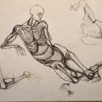 1950s Skeletal Artwork of Human Form in a Casual Pose - James Quentin Young - Minnesota Artist - Vintage Medical Art - Science Drawings