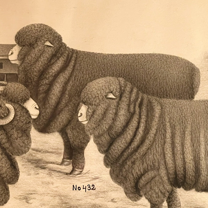 19th Century Merino Sheep Drawing by Luther Frank Webster | Vermont
