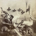 Antique Taxidermy Photograph from 1892 | Victorian Mounted Print | Pelican Egret Owl Raccoons Sawfish Rostrum | Painted Palm Backdrop