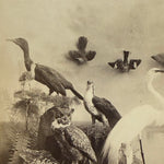 Antique Taxidermy Photograph from 1892 | Victorian Display