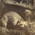 Antique Taxidermy Photograph from 1892 | Victorian Display
