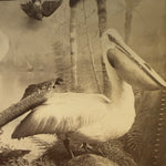 Antique Taxidermy Photograph from 1892 | Victorian Display