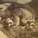 Antique Taxidermy Photograph from 1892 | Victorian Display