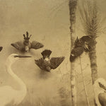 Antique Taxidermy Photograph from 1892 | Victorian Display