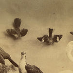 Antique Taxidermy Photograph from 1892 | Victorian Display