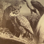 Antique Taxidermy Photograph from 1892 | Victorian Display