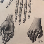Vintage Anatomical Hand Sketch Charcoal Drawing | Dark Academia