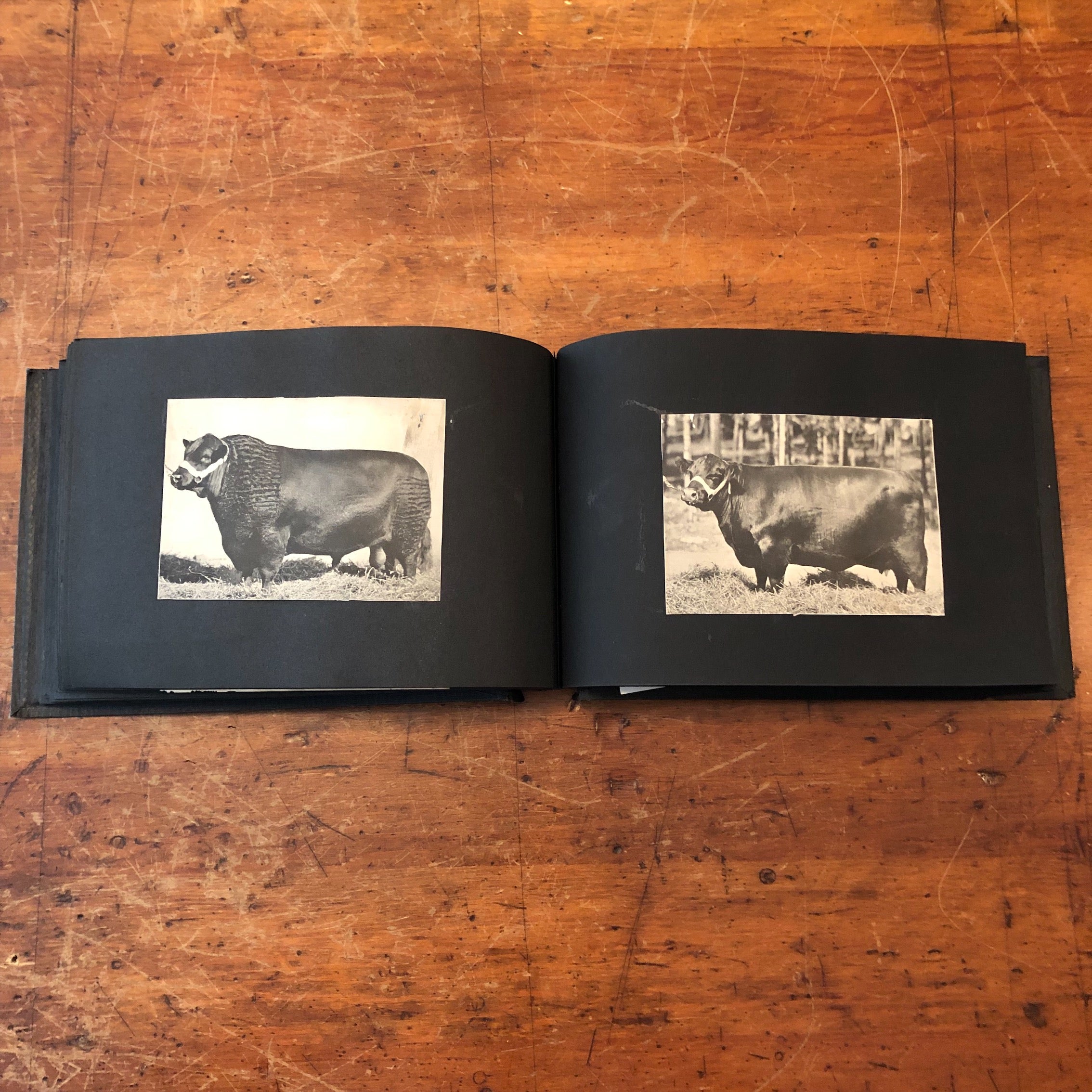 Antique Bovine Photograph Album - Early 1900s - James J. Hill? - Early Cow Photography Prints - Superior Cattle Reference Guide