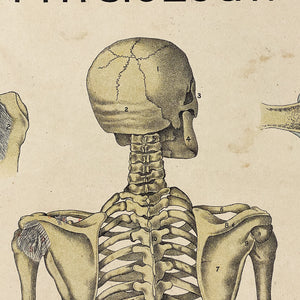 Skull from Antique Skeleton Lithograph Poster - Rare 19th Century Medical Chart - Caxton Company - 1894 - 1800s Anatomy Litho - 33 x 23