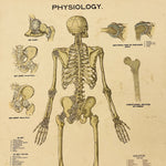 Antique Skeleton Lithograph Poster - Rare 19th Century Medical Chart - Caxton Company - 1894 - 1800s Anatomy Litho - 33 x 23