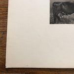 Antique Bovine Lithograph for James J. HIll | 1914