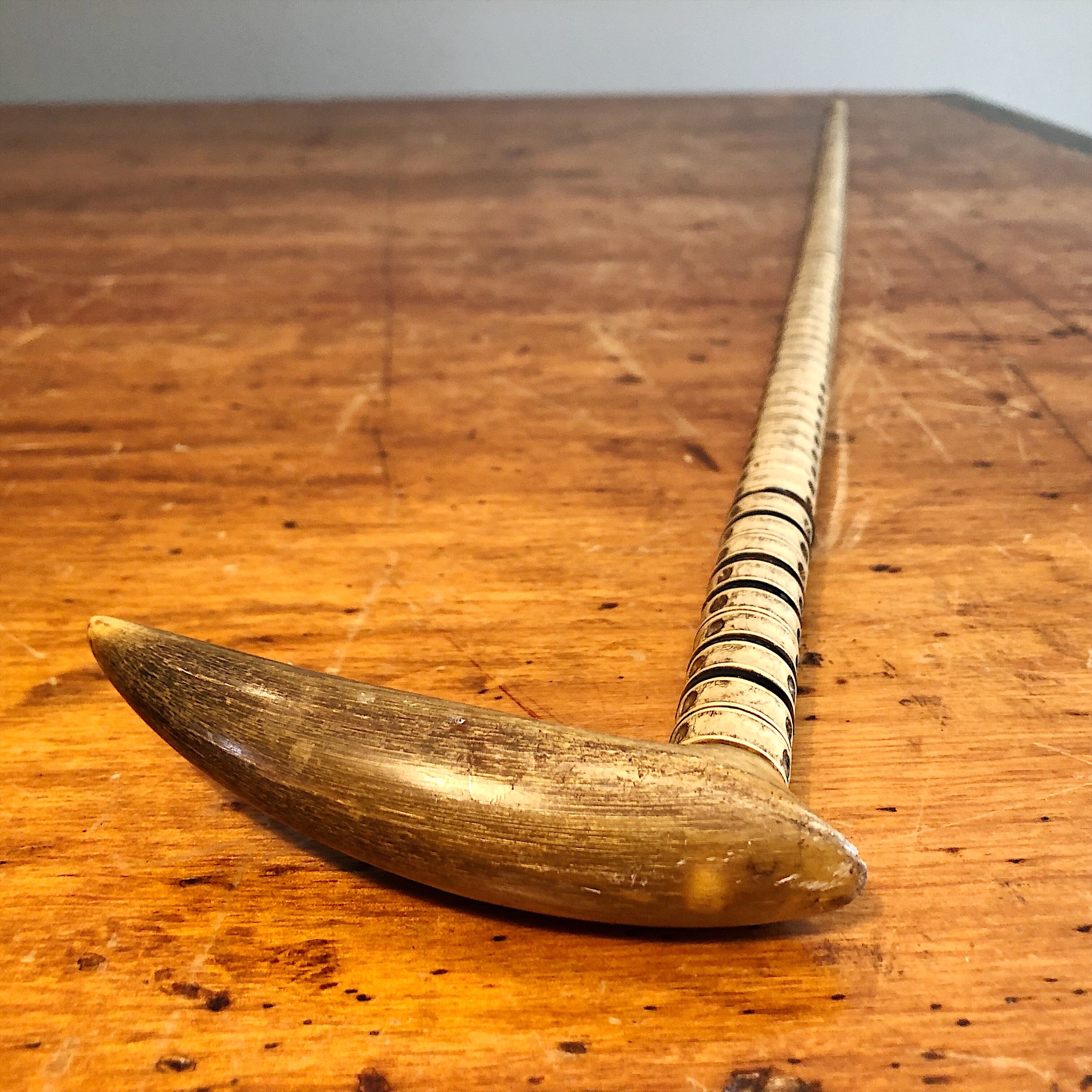 Antique Shark Vertebrae Cane with Horn Handle | 1800s