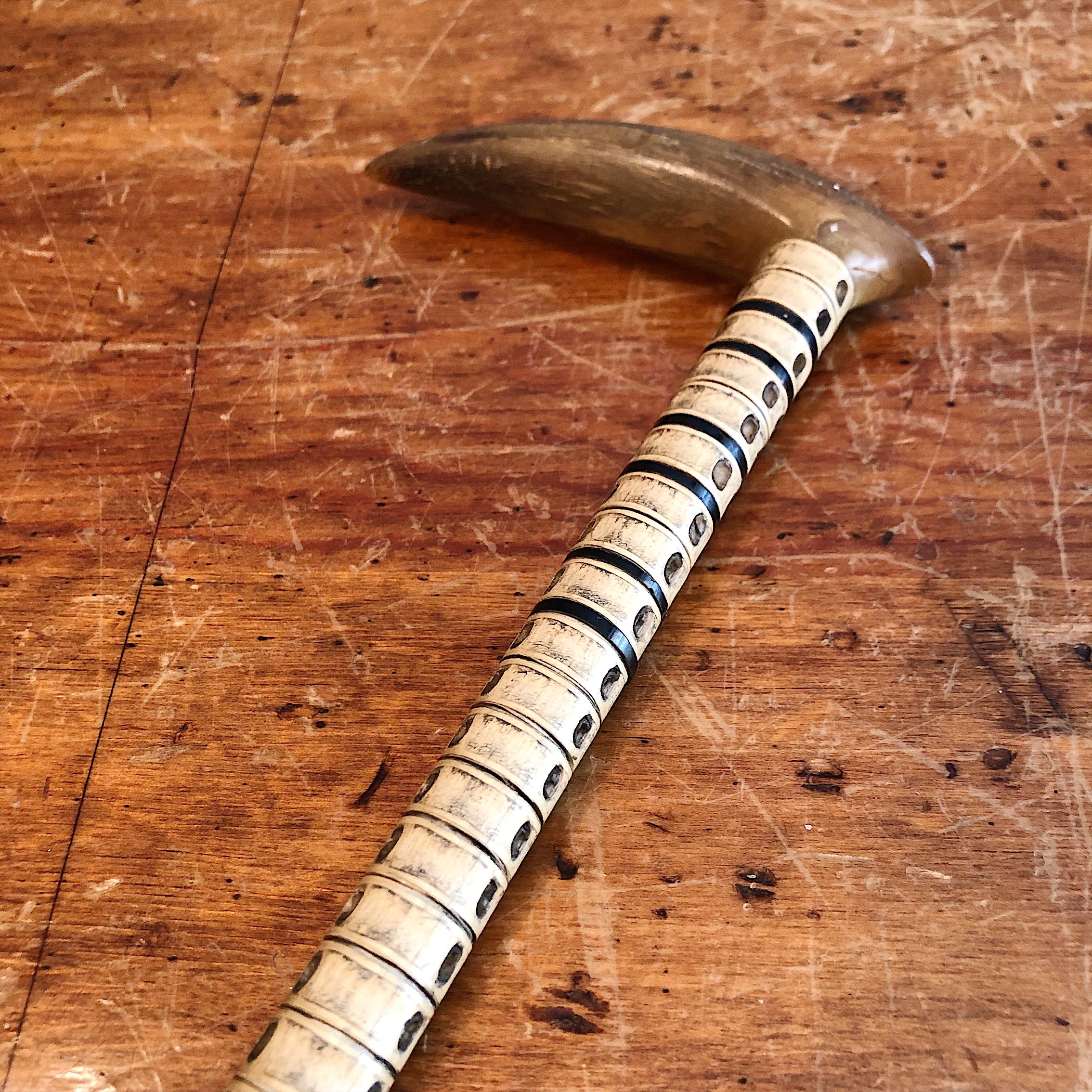 Antique Shark Vertebrae Cane with Horn Handle - 19th Century Shark Spine Walking Stick 