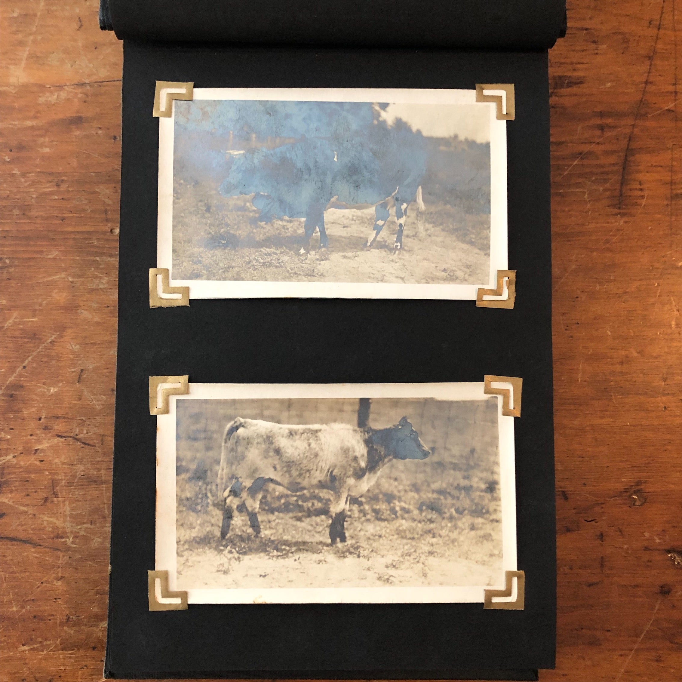 Antique Bovine Photograph Album - Early 1900s - James J. Hill - Early Cow Photography 