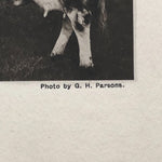 G.H. Parsons Photograph of Cows
