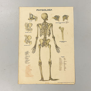 Antique Skeleton Lithograph Poster - Rare 19th Century Medical Chart - Caxton Company - 1894 - 1800s Anatomy Litho - 33 x 23  Great Wall Decor