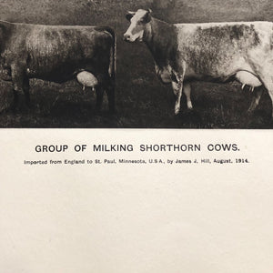 Antique Bovine Lithograph by G.H. Parsons - Group of Milking Shorthand Cows - Rare Animal Print