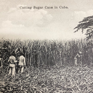 Cutting Sugar Cane in Cuba