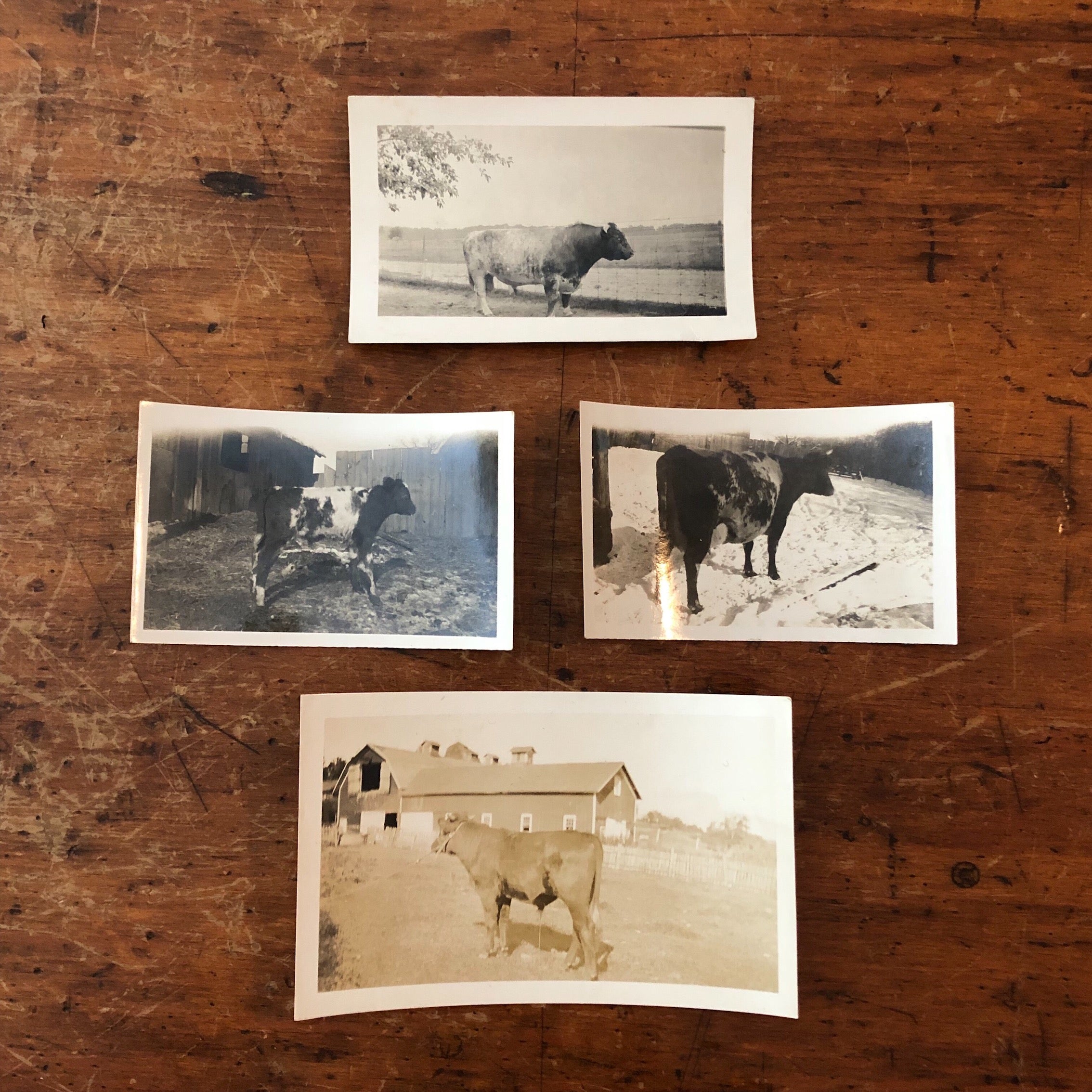 Antique Bovine Photograph Album - Early 1900s - James J. Hill? - Early Cow Photography