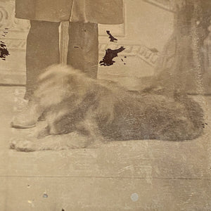 dog in Antique Tintype of Serious Man and Dog - Rare Pet Photography - Unusual Late 1800s Photograph - Gangster? - Underground Image