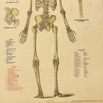 Antique Skeleton Lithograph Poster | Rare 19th Century Medical Chart