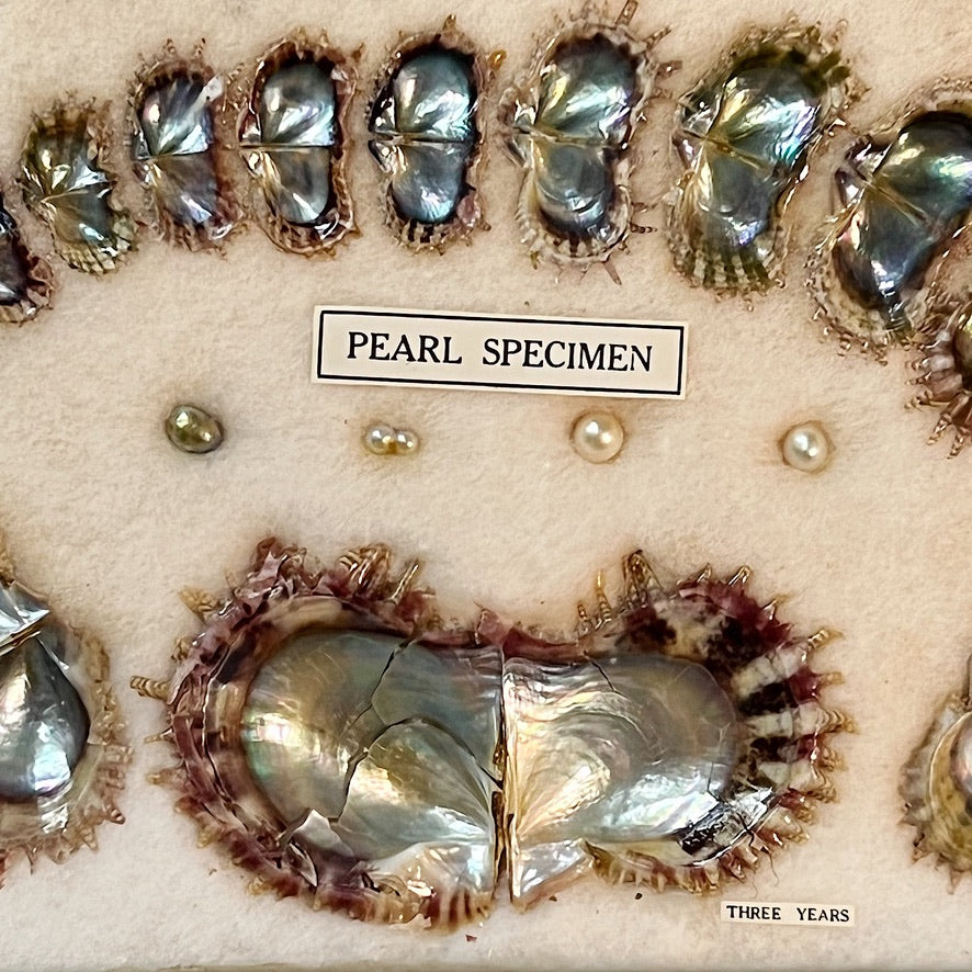 Vintage Specimen Chart of Pearl Growth of Japanese Pearls - Unusual Scientific Display - Antique Japanese Displays - Curiosity Wall Art
