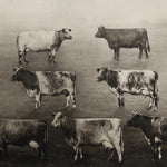 Antique Bovine Lithograph by G.H. Parsons - 1914 - James J. Hill Estate - Group of Milking Shorthand Cows - Rare Animal Print