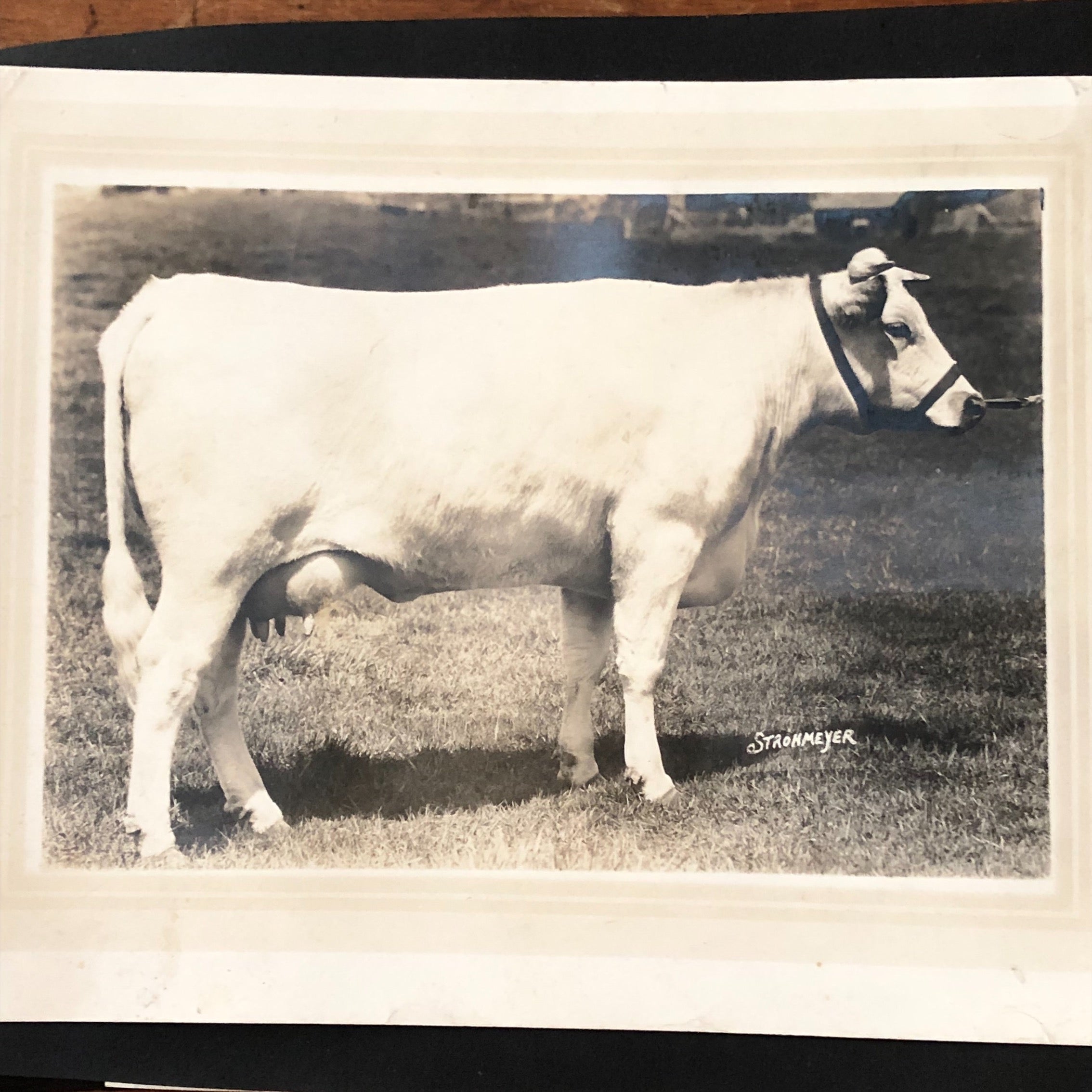 H.A. Strohmeyer Photograph of Cow