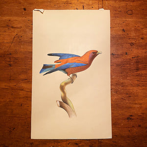 Bird Watercolor Paintings after Jacques Barraband (1767 - 1809) - Set of 2 - 1970s? - Petit Rollier Violet - Geat Orange - Mystery Artist Rare