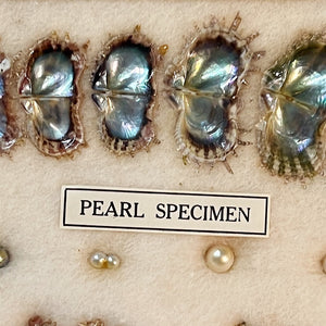 Reserved for B - Vintage Specimen Chart of Pearl Growth