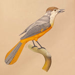 Bird Watercolor Paintings after Jacques Barraband (1767 - 1809) - Set of 2 - 1970s? - Petit Rollier Violet - Geat Orange - Mystery Art