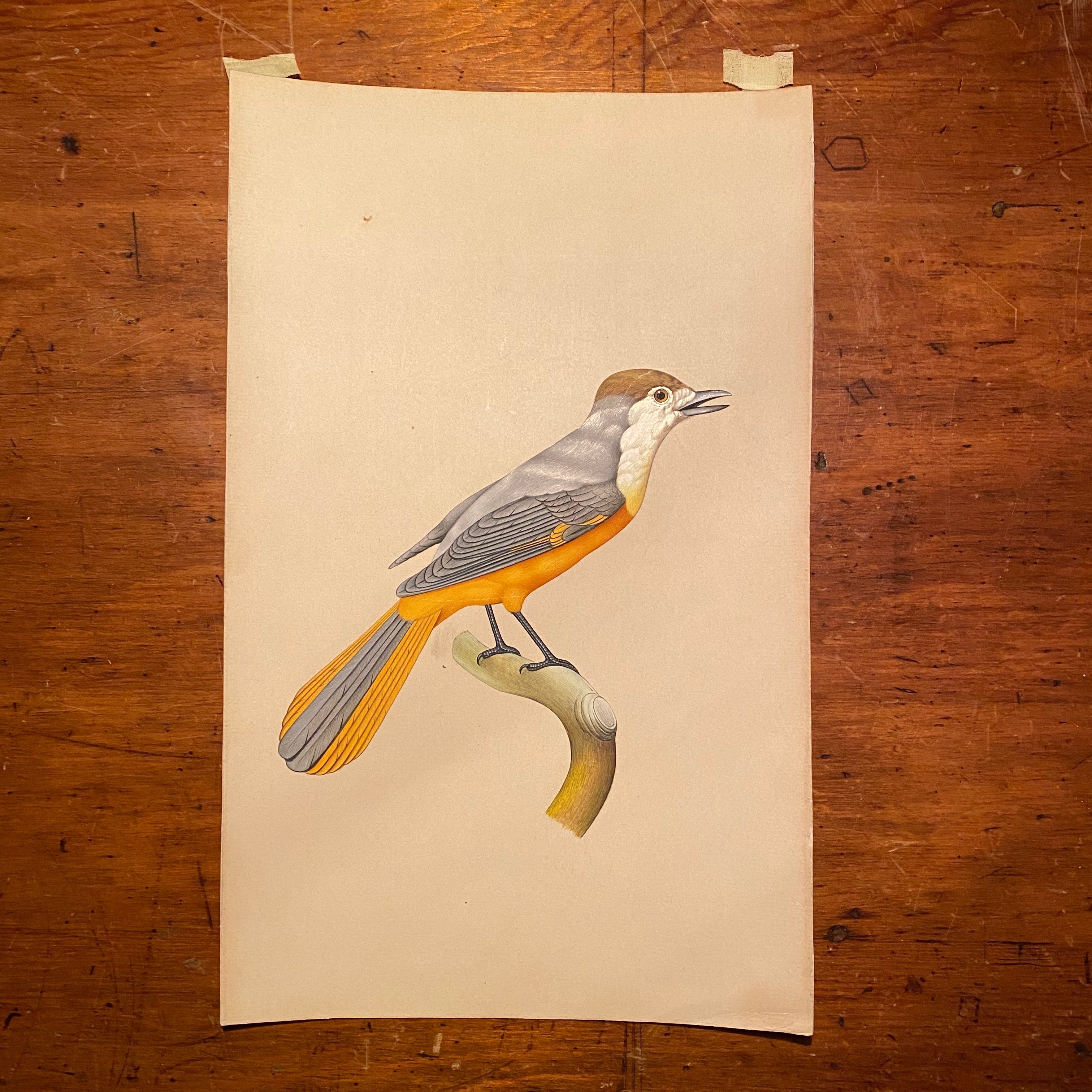 Bird Watercolor Paintings after Jacques Barraband (1767 - 1809) - Set of 2 - 1970s? - Petit Rollier - Geat Orange - Mystery Artist