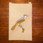 Bird Watercolor Paintings after Jacques Barraband (1767 - 1809) - Set of 2 - 1970s? - Petit Rollier - Geat Orange - Mystery Artist
