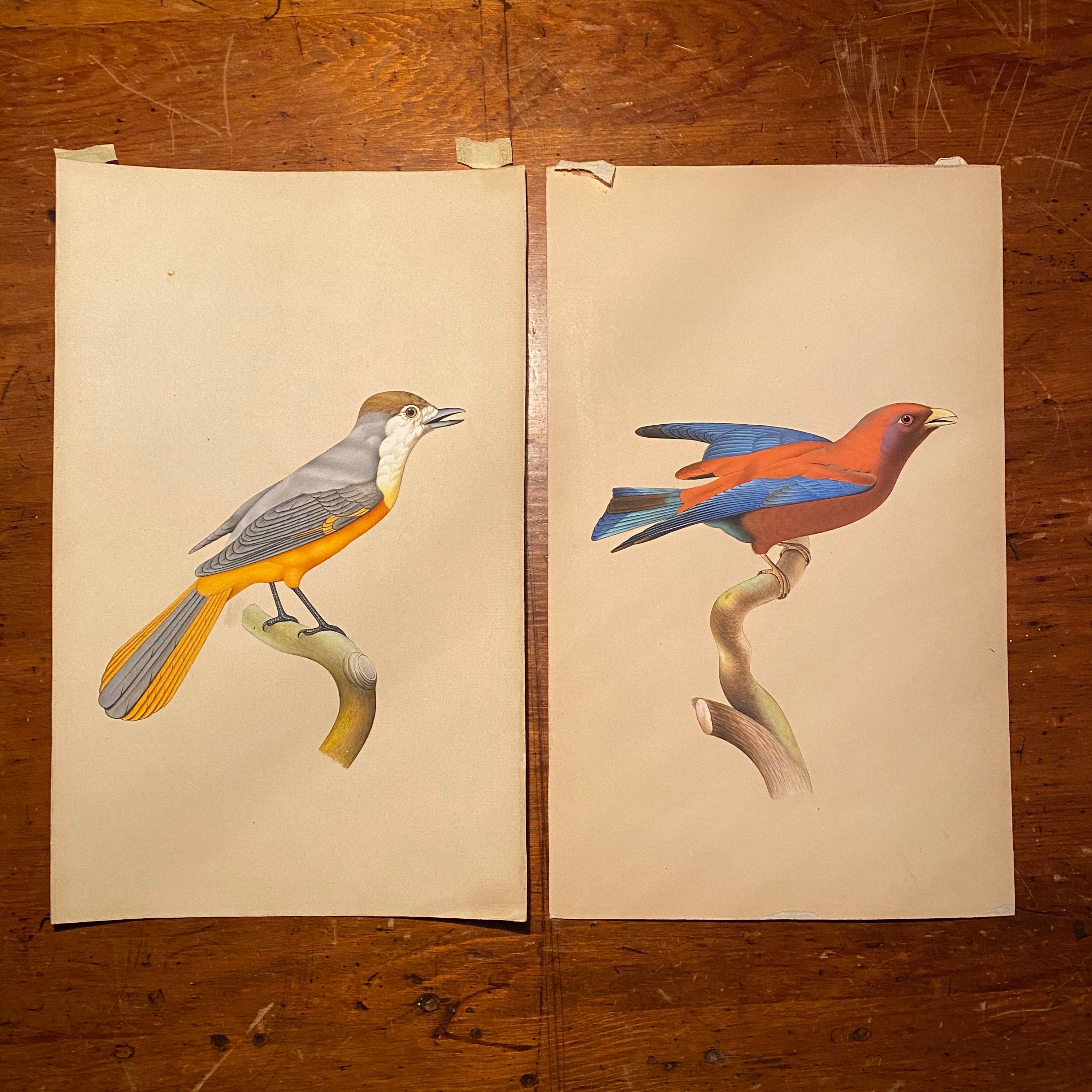Bird Watercolor Paintings after Jacques Barraband | 1970s?