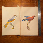 Bird Watercolor Paintings after Jacques Barraband | 1970s?