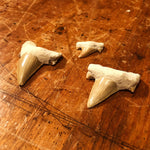 Ancient Shark Tooth Fossils -  Seas of Morocco - Set of Three Teeth - Late Pliocene Era - Otodus obliquus - Great White - Jaws