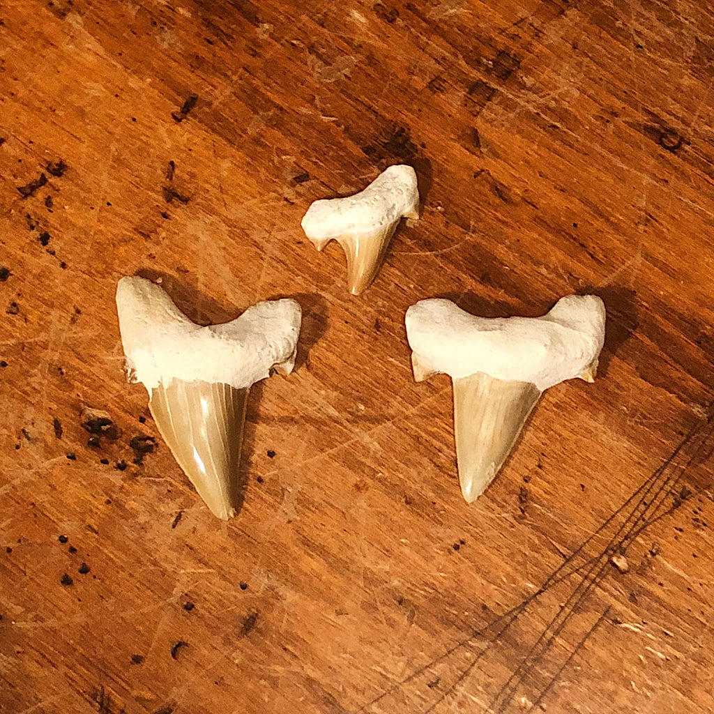 Ancient Shark Tooth Fossils -  Seas of Morocco - Set of Three Teeth - Late Pliocene Era - Otodus obliquus - Great White - Jaws
